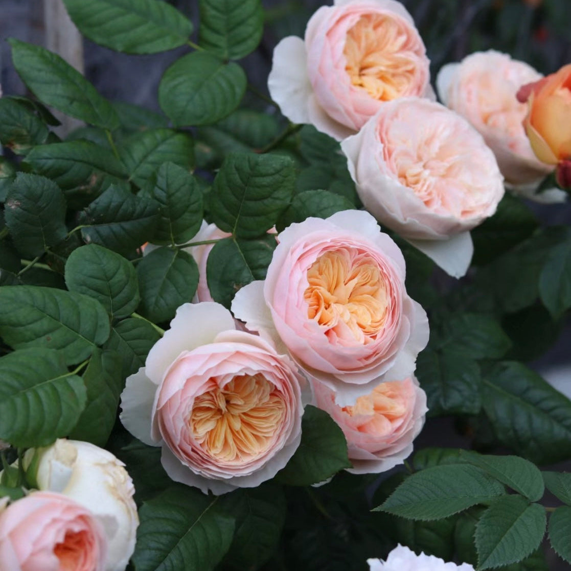 Han Xian climbing rose in full bloom on a garden trellis, displaying coral-orange cupped flowers with 100+ petals.