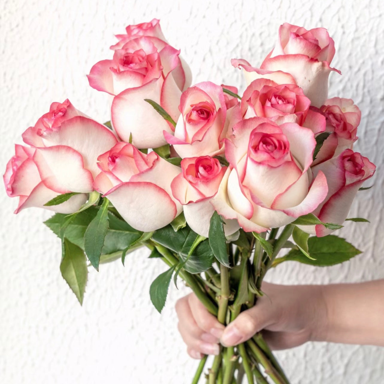 Jumilia Rose - Kate Roses