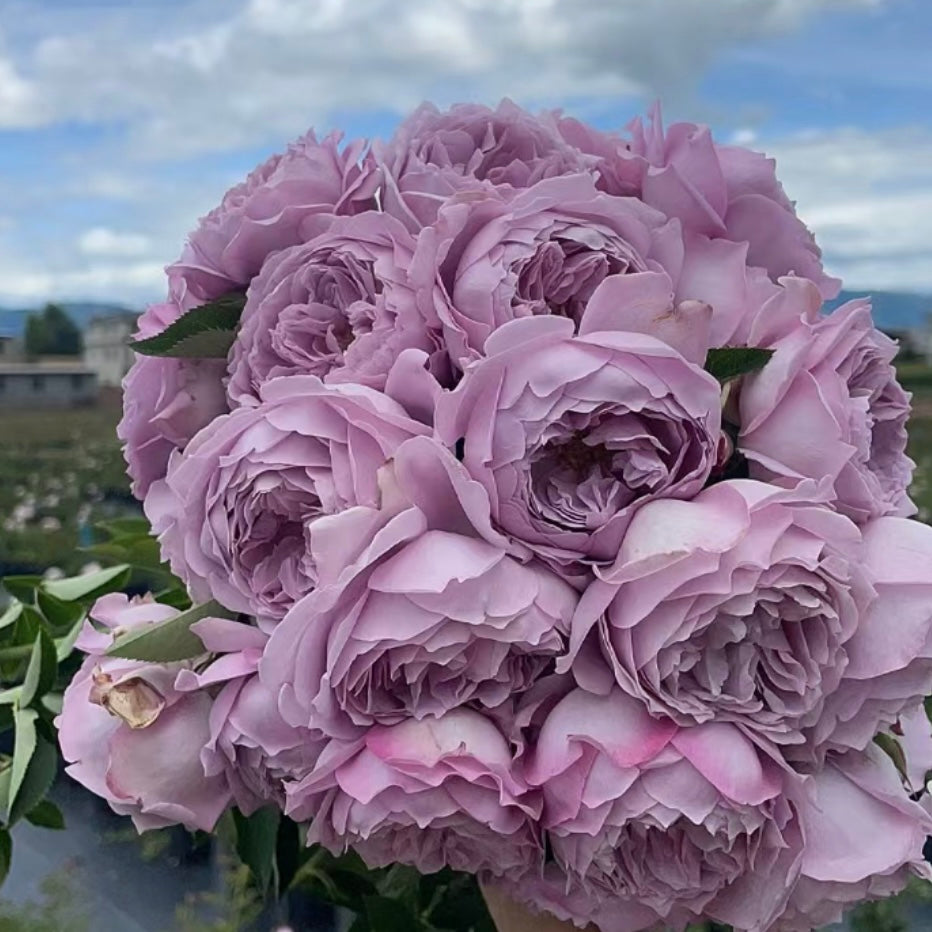 Kong Meng rose bouquet with multiple lavender blooms showcasing its heavy petal structure and classic beauty.
