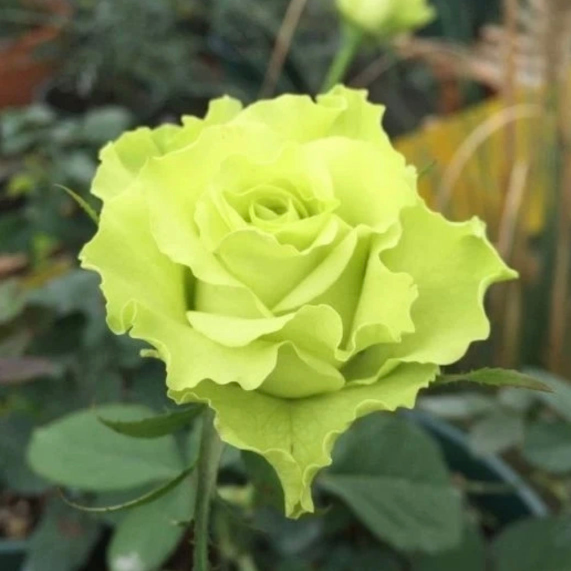 Close-up of Super Green rose bloom showing crisp, lettuce-like green petals with ruffled texture.