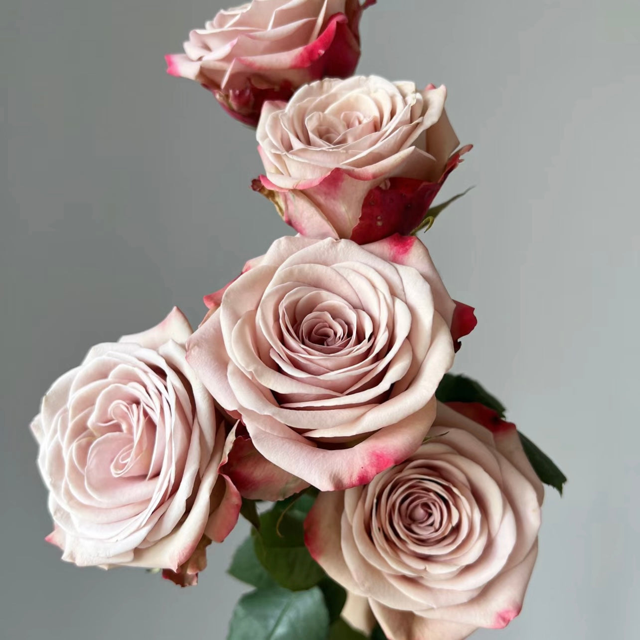 Cappuccino Rose - Kate Roses