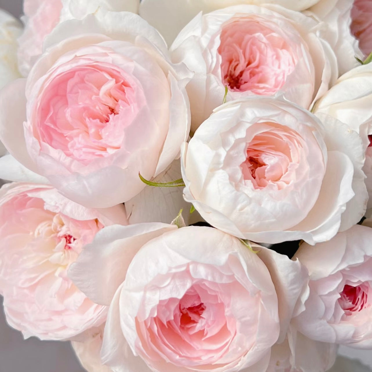 Arietta climbing rose trained along an archway, covered in pastel pink blossoms creating a gentle cascading effect.