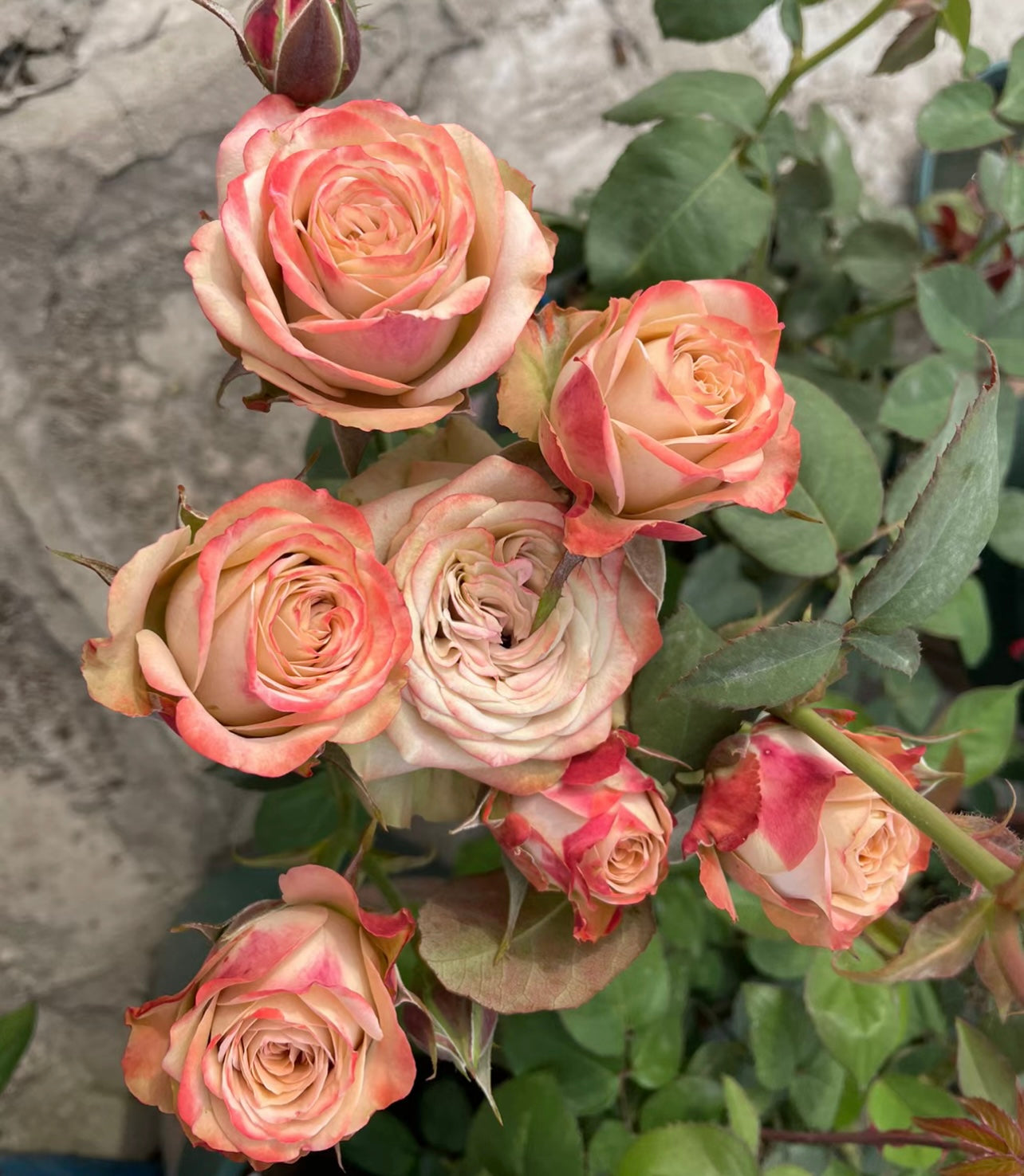 Cappuccino Rose - Kate Roses