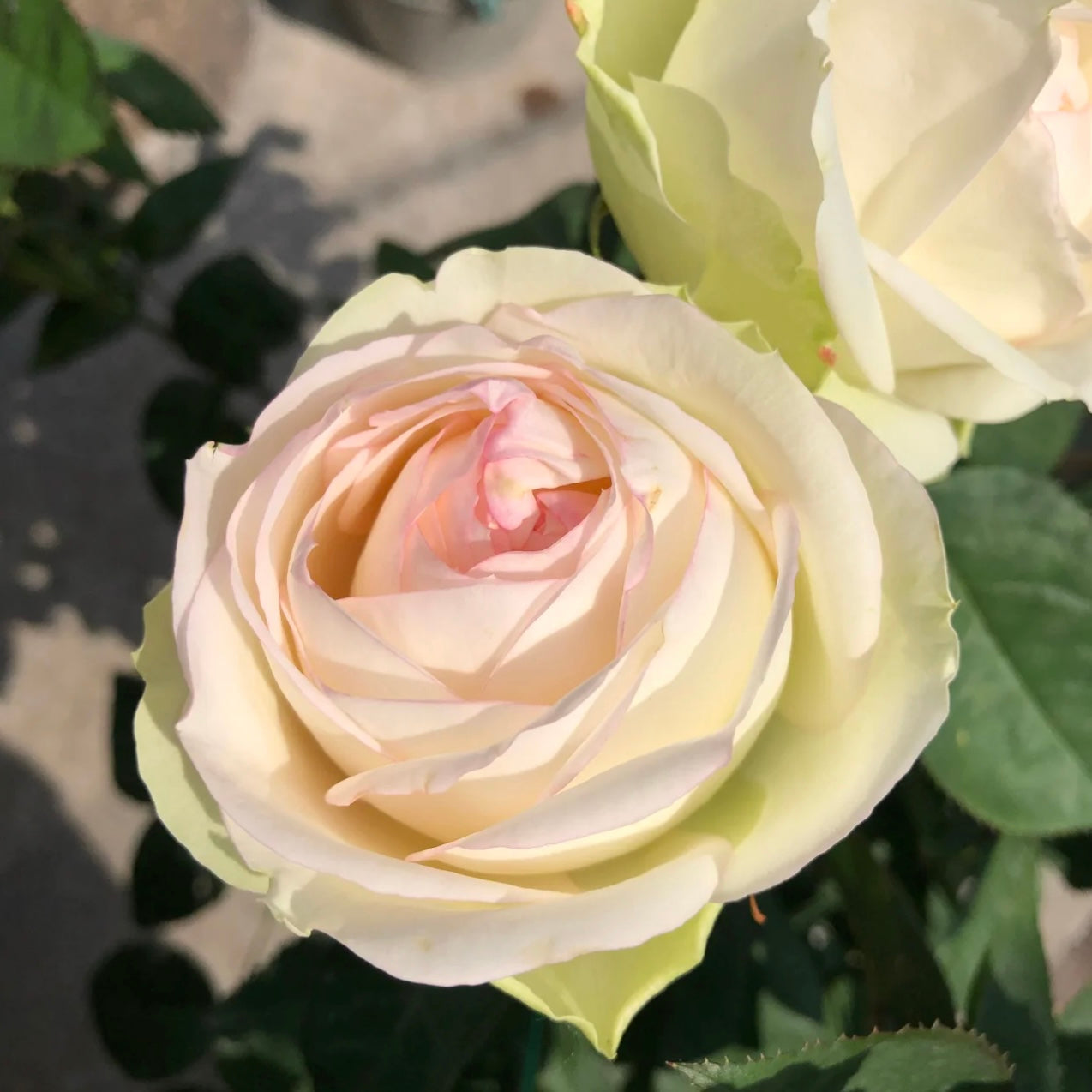 Armure Blanche rose cluster with multiple creamy-white flowers and glossy green leaves, photographed in garden sunlight.