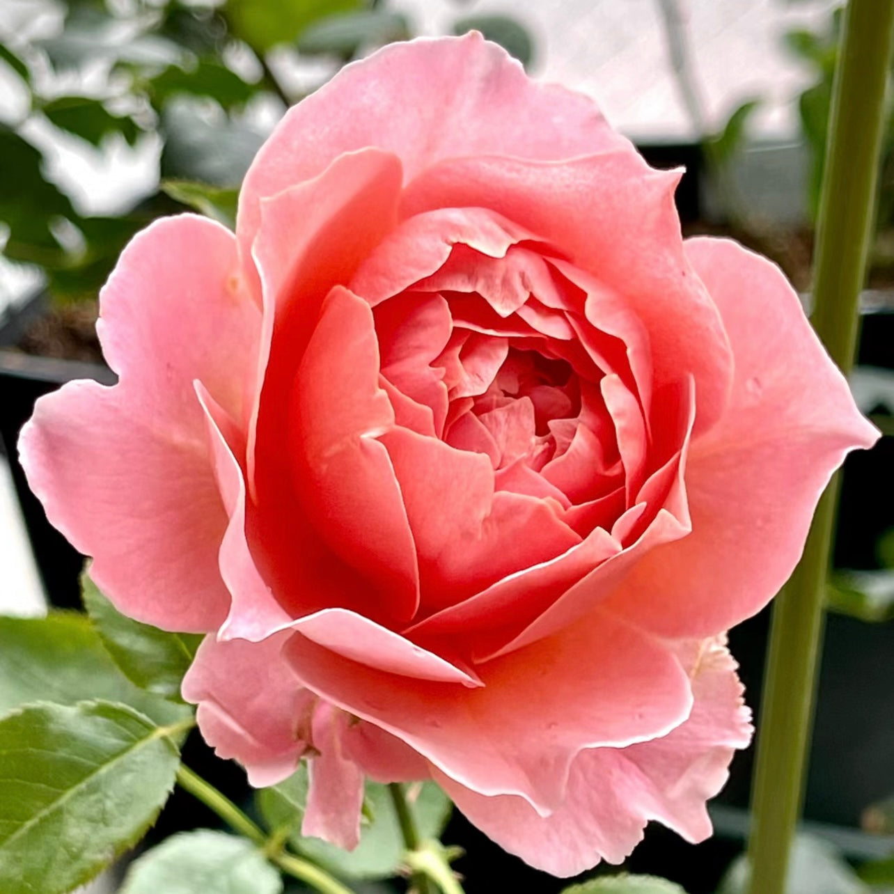 Akane Japanese Rose Coral Pink