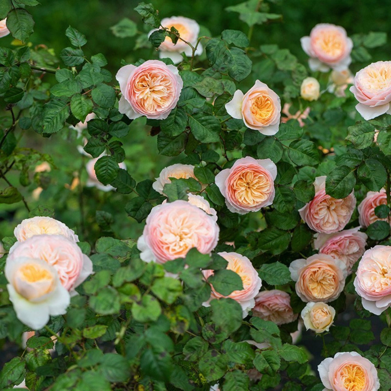 Coral orange Han Xian roses blooming abundantly on green foliage, showing lush multi-layered petals.