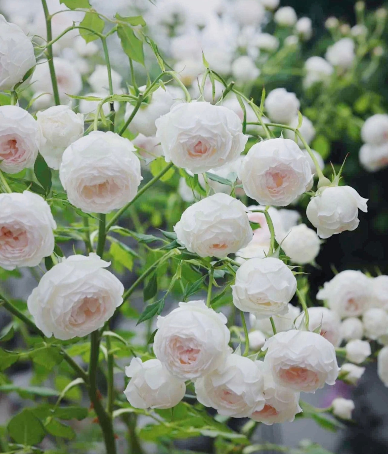 Arietta small climbing rose with soft pastel blooms cascading over a garden trellis, compact and elegant rose from Kate Roses.