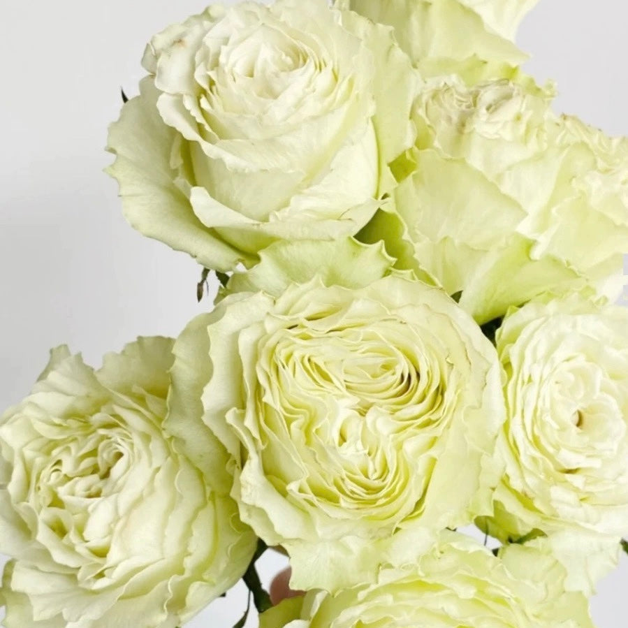 Moon Light Stone Rose - Kate Roses