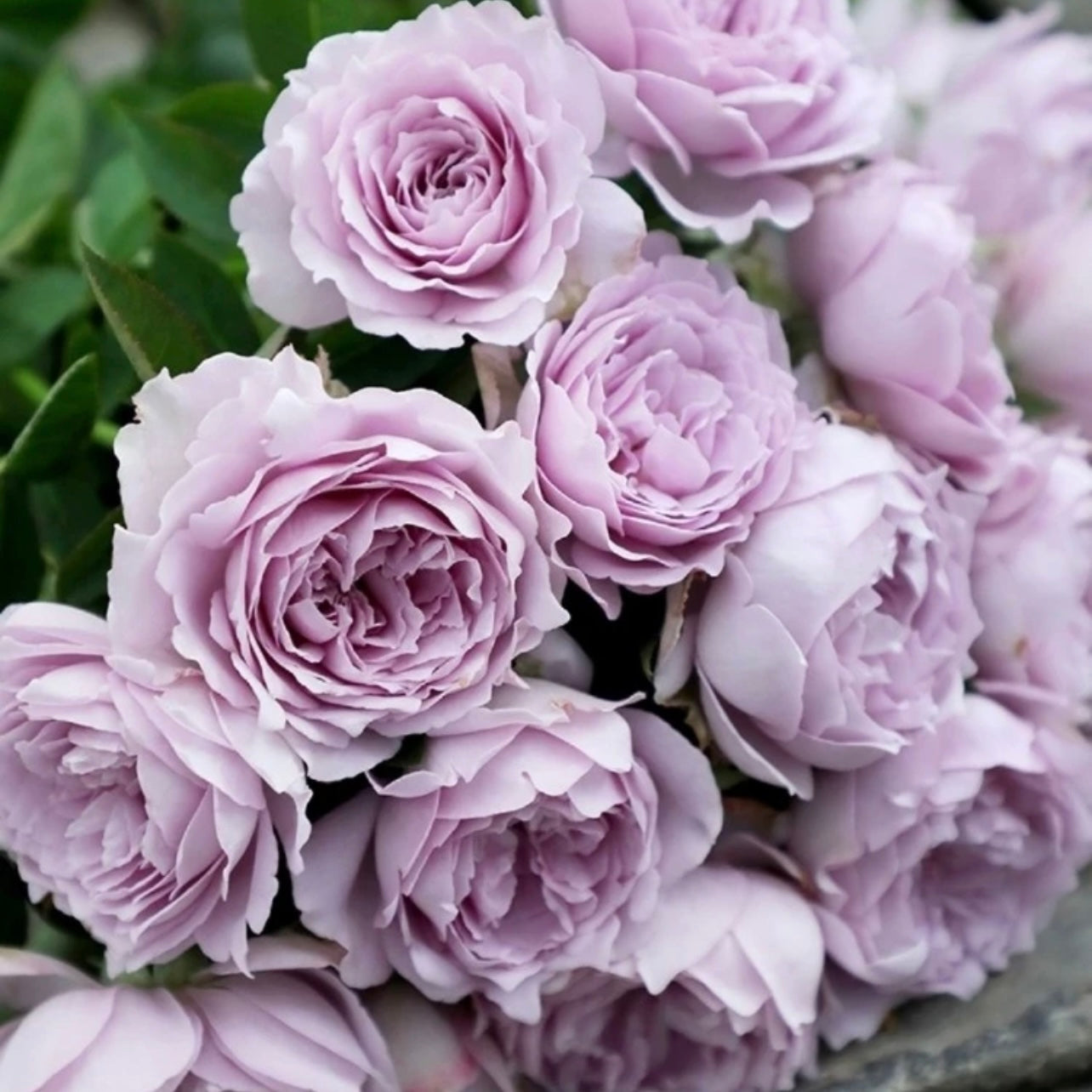 Close-up of Kong Meng rose bouquet with dense, double petals in romantic lavender color.