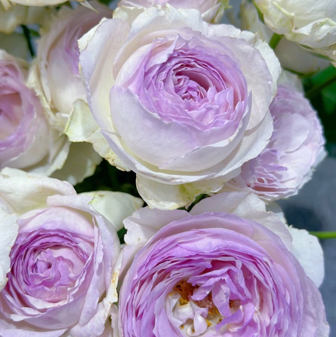 Vesalius Rose - Kate Roses