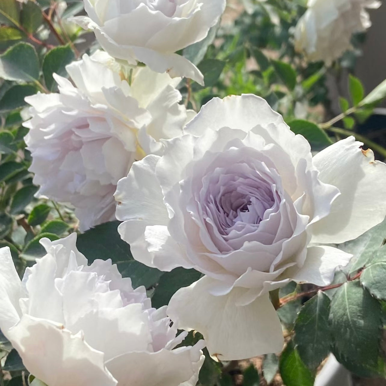 Gabriel rose glowing in sunlight, white-lavender petals with a serene pastel tone, refined Japanese garden rose.