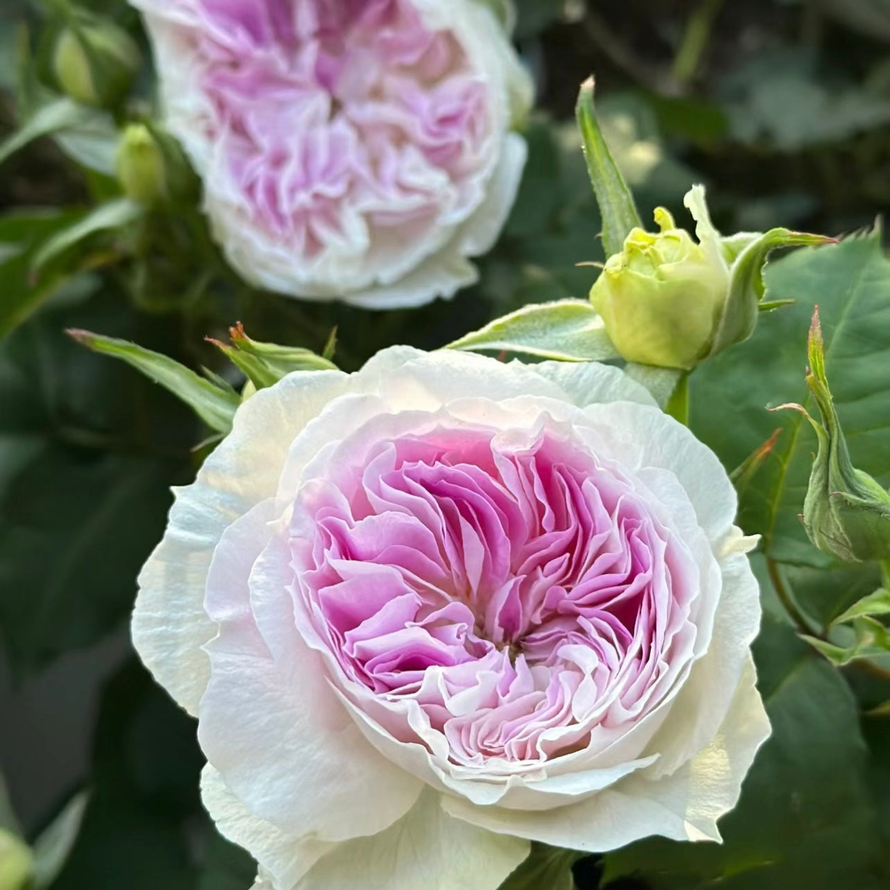 Blue Moon Stone rose glowing in sunlight with bluish-lavender petals that fade to pale white in cooler temperatures.
