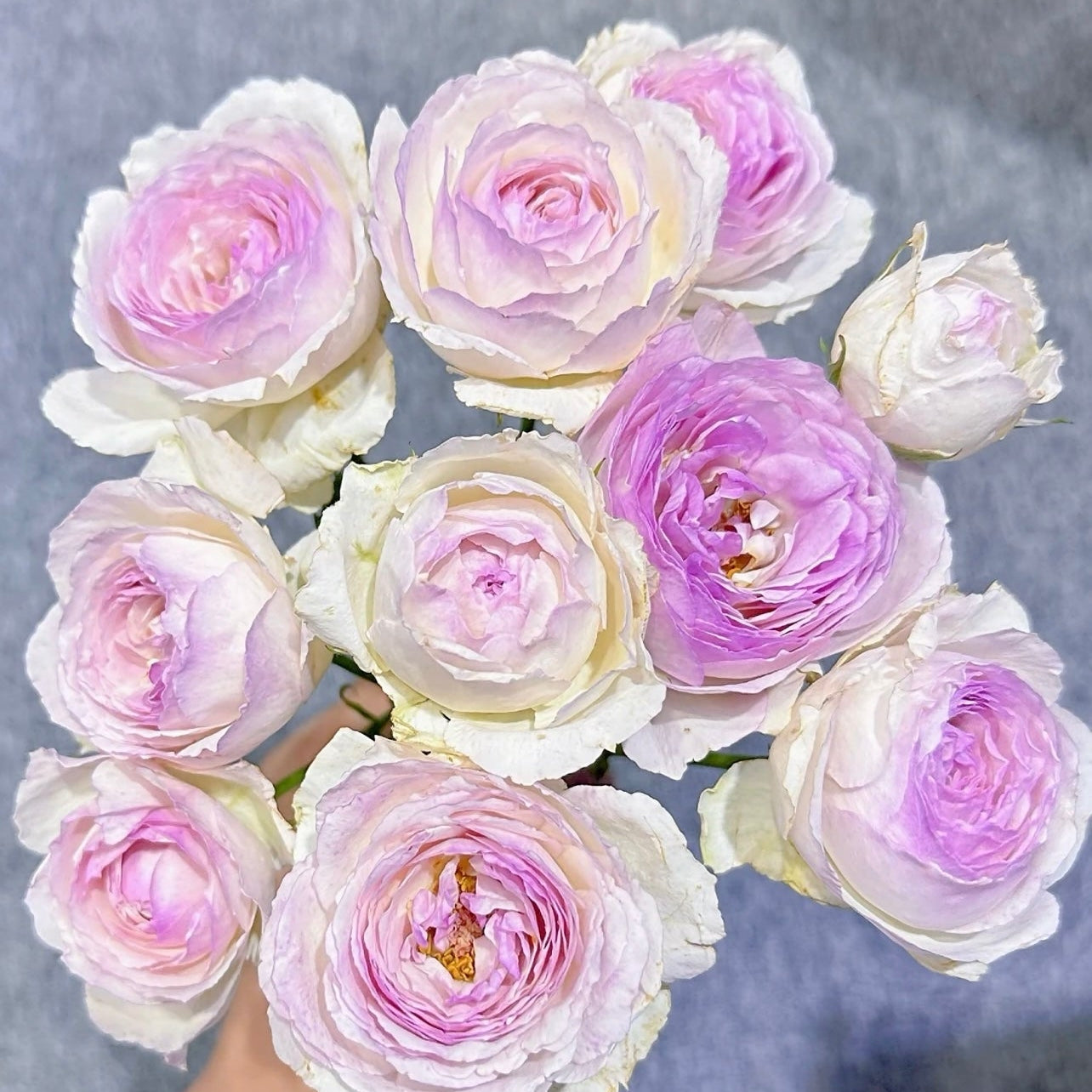 Vesalius Rose - Kate Roses