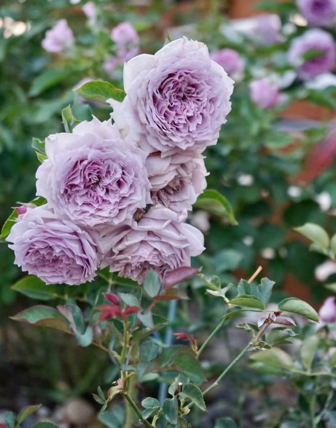 Kong Meng Rose - Kate Roses