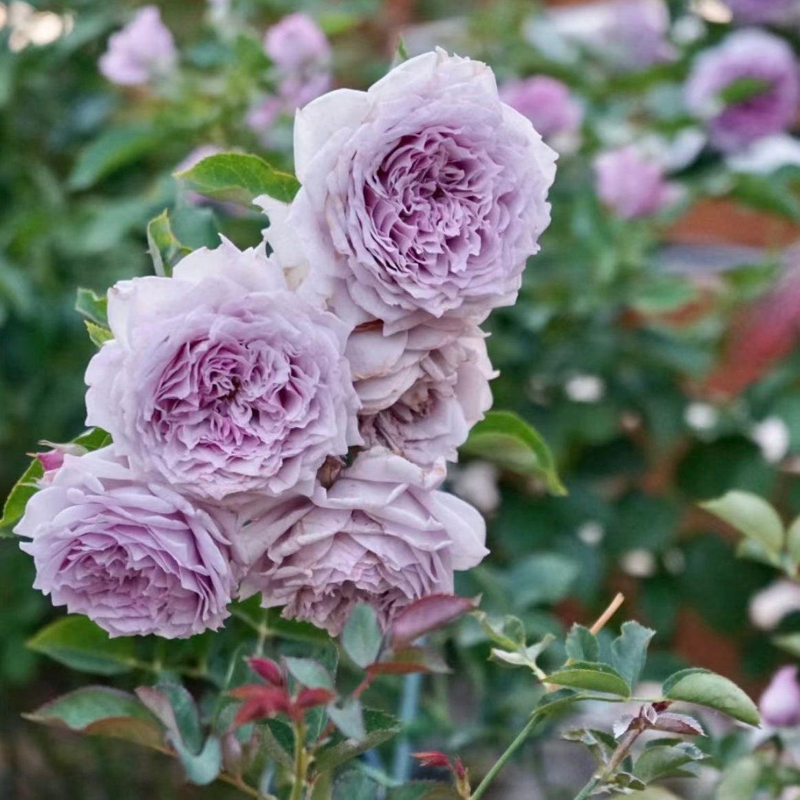 Lavender Kong Meng roses blooming abundantly in the garden, highlighting their fragrance and disease resistance.
