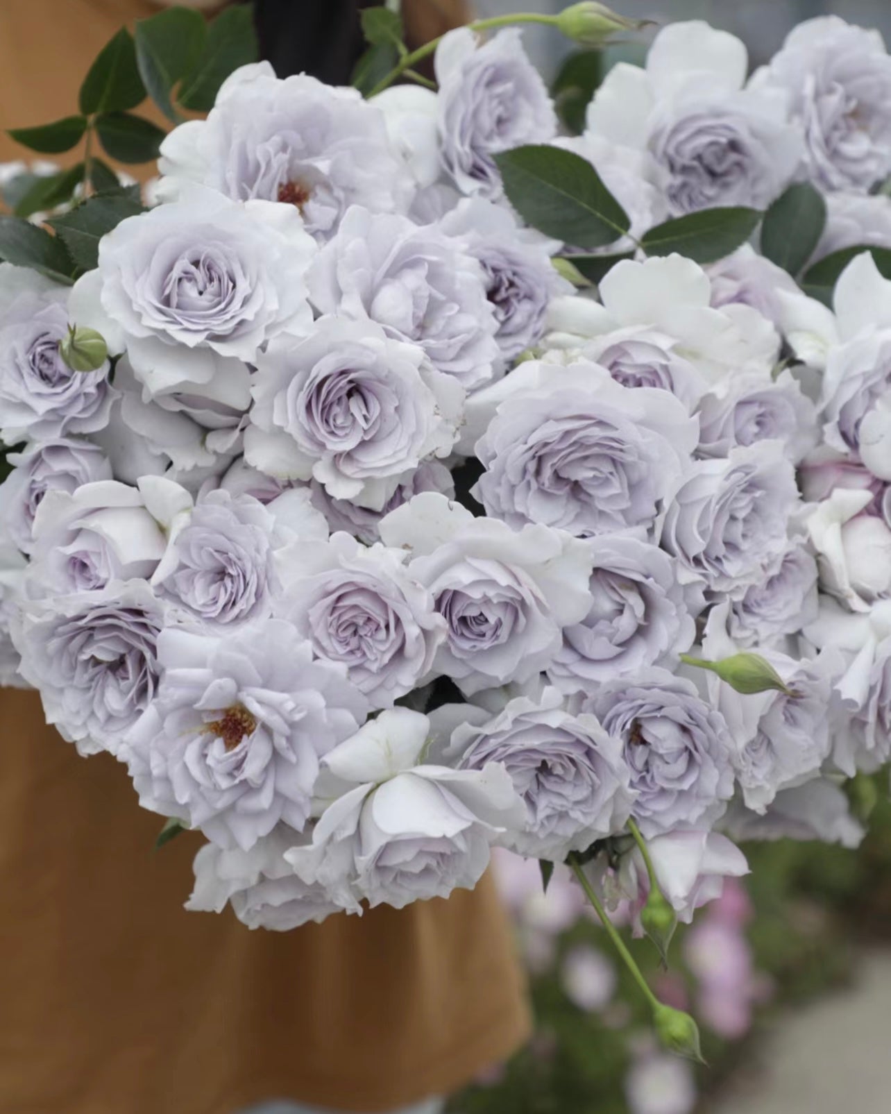 Ji Se rose with lavender blooms and compact green foliage, rare and elegant Chinese rose from Kate Roses.