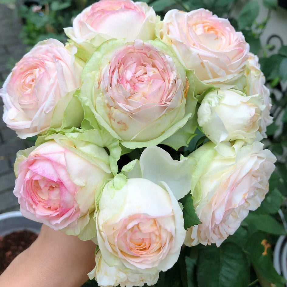 Potted Armure Blanche rose plant from Kate Roses, full of buds and blooms in soft white and pink shades.