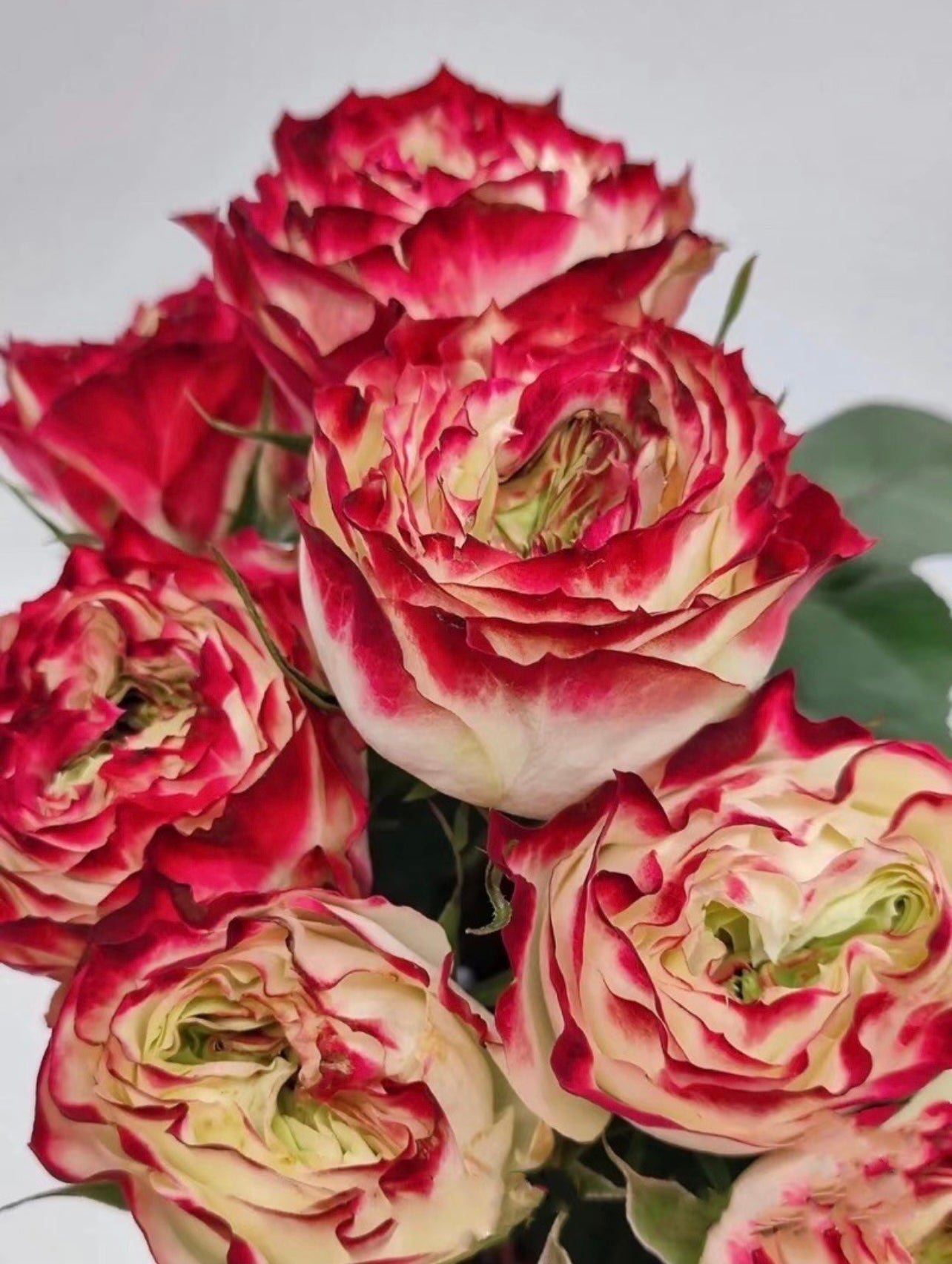 Apple Jack Rose - Kate Roses