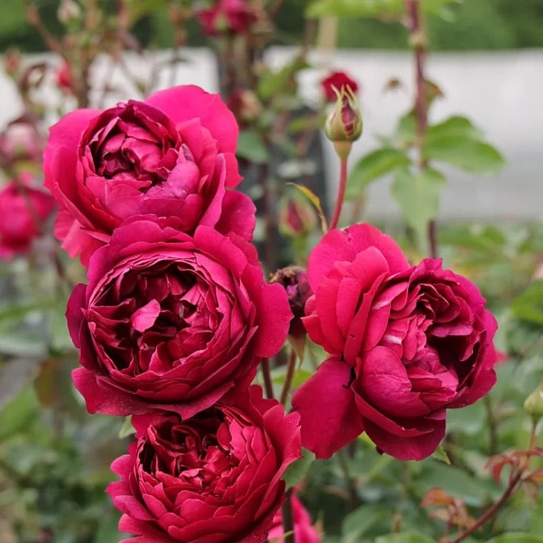 Autumn Rouge Rose - Kate Roses