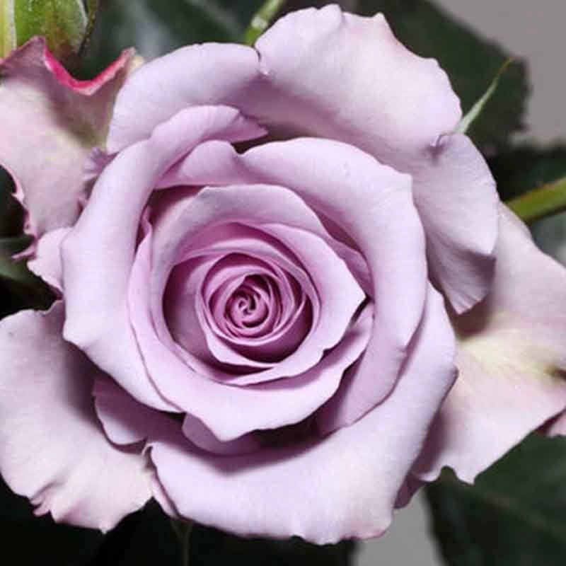 Ocean Song Rose - Kate Roses