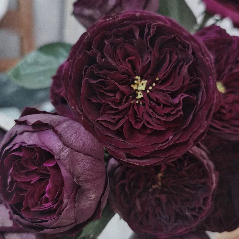 Royal Palace shrub rose blooming in garden with bold red blossoms and lush green foliage, luxurious and romantic rose variety.