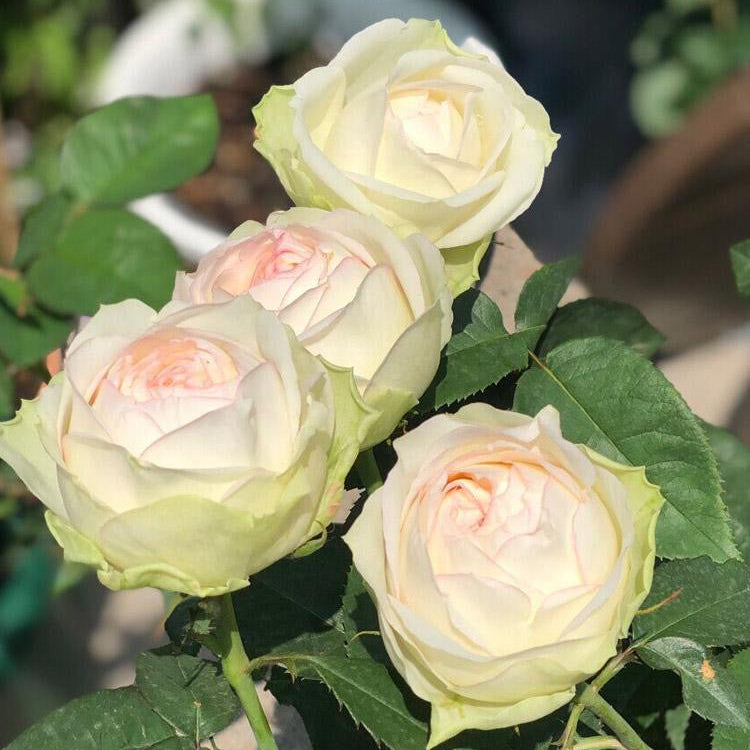 Armure Blanche rose plant display at Kate Roses nursery, featuring lush blooms and refined pastel coloring.