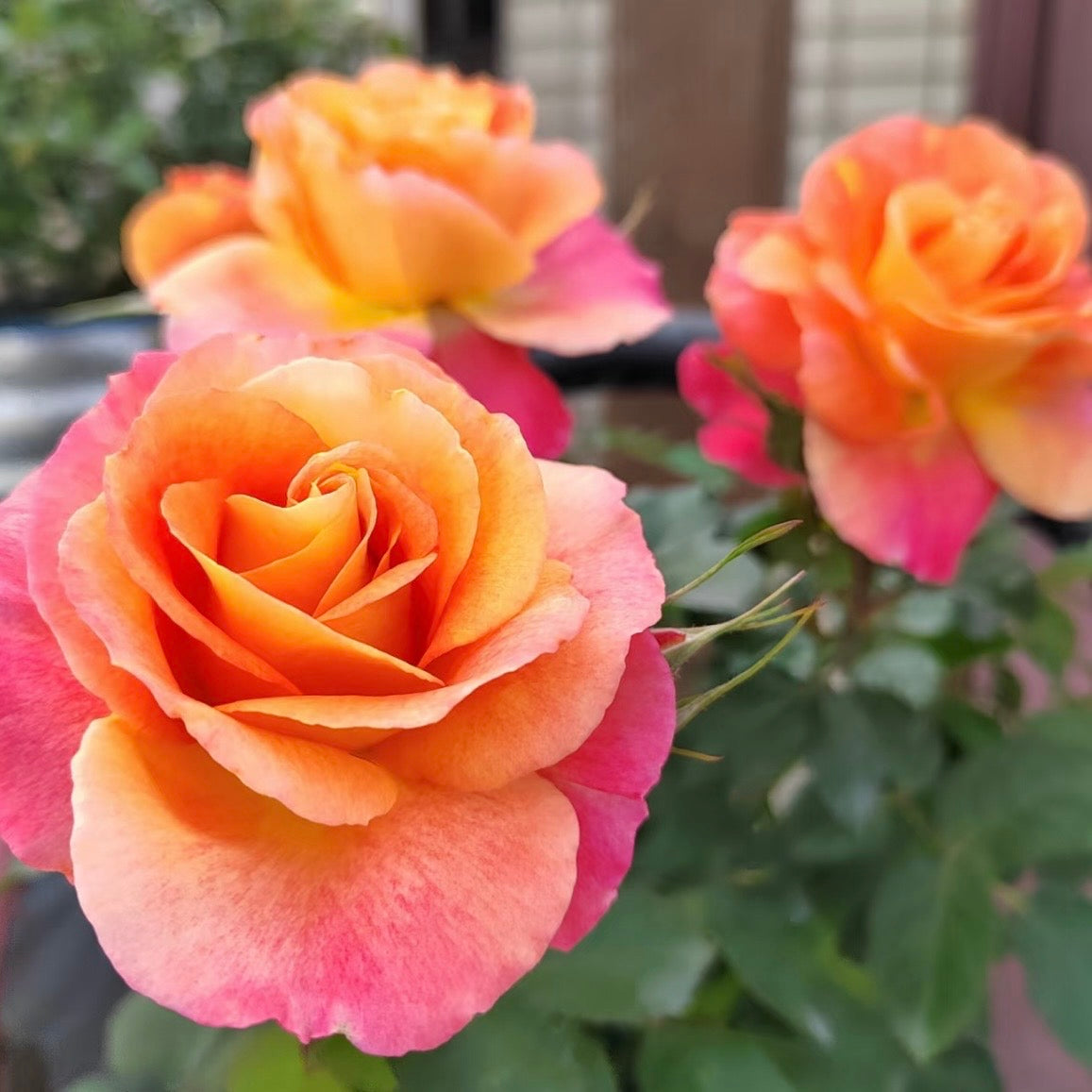 Rainbow Pudding Rose