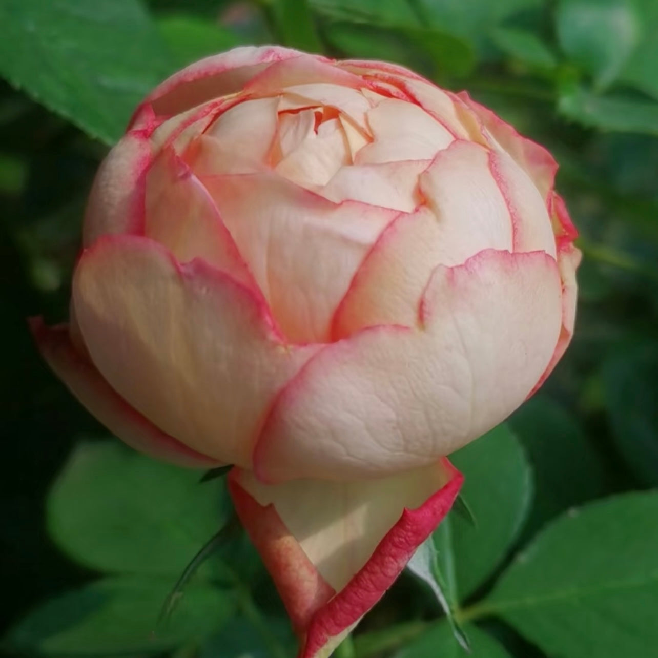 Tier Unique Rose