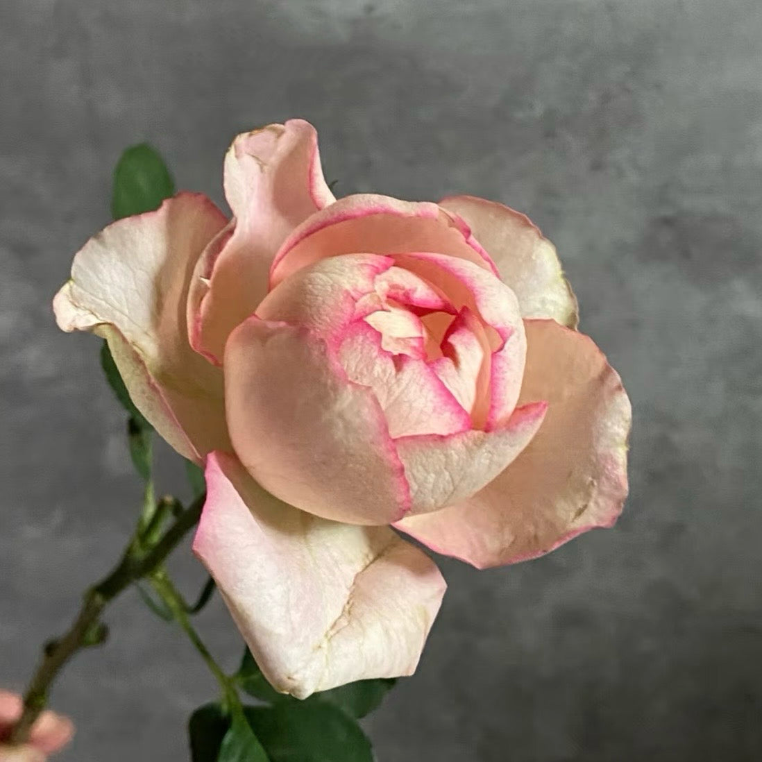 Tier Unique Rose