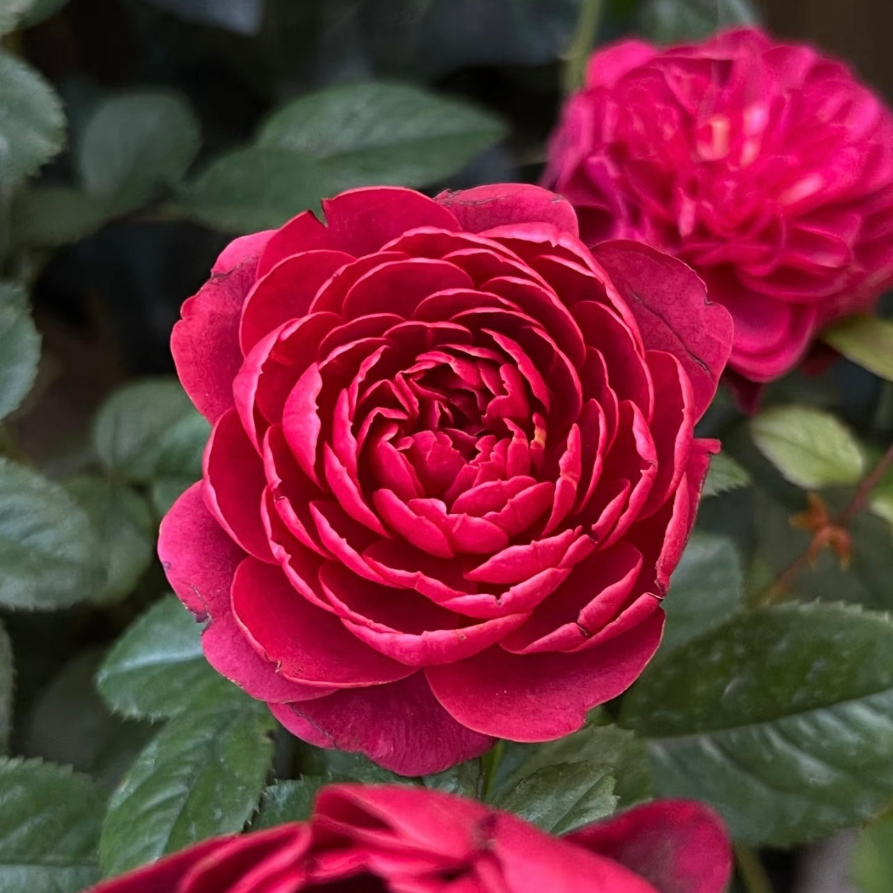 Juicy Cherry Rose