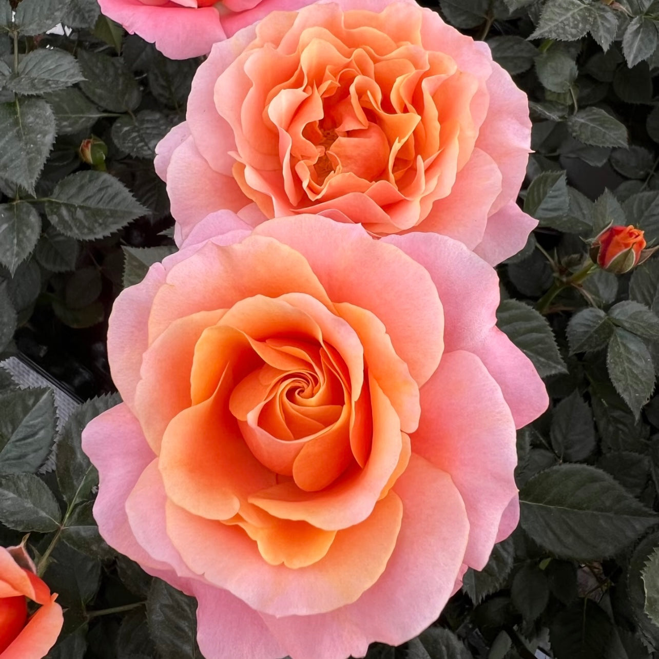 Orange Sweetheart Rose