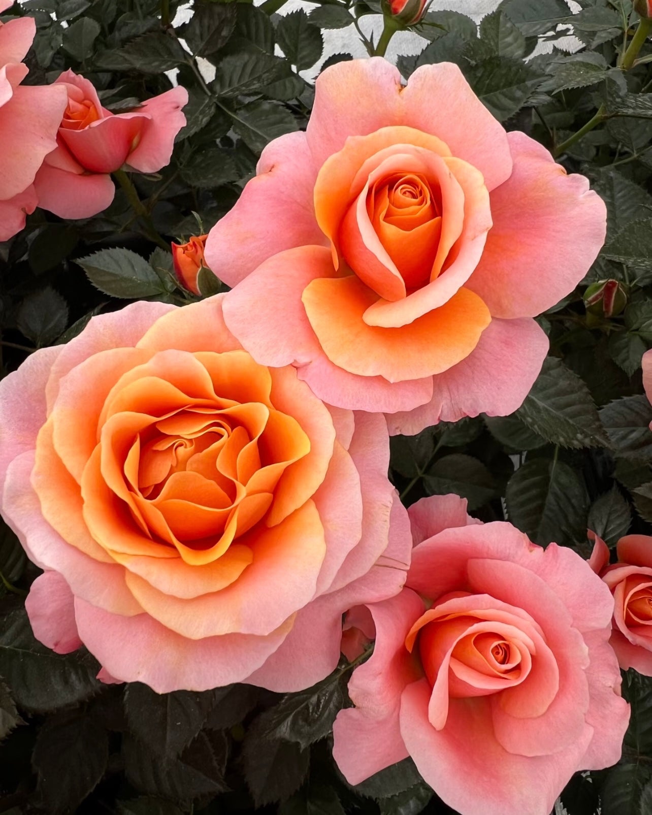 Orange Sweetheart Rose