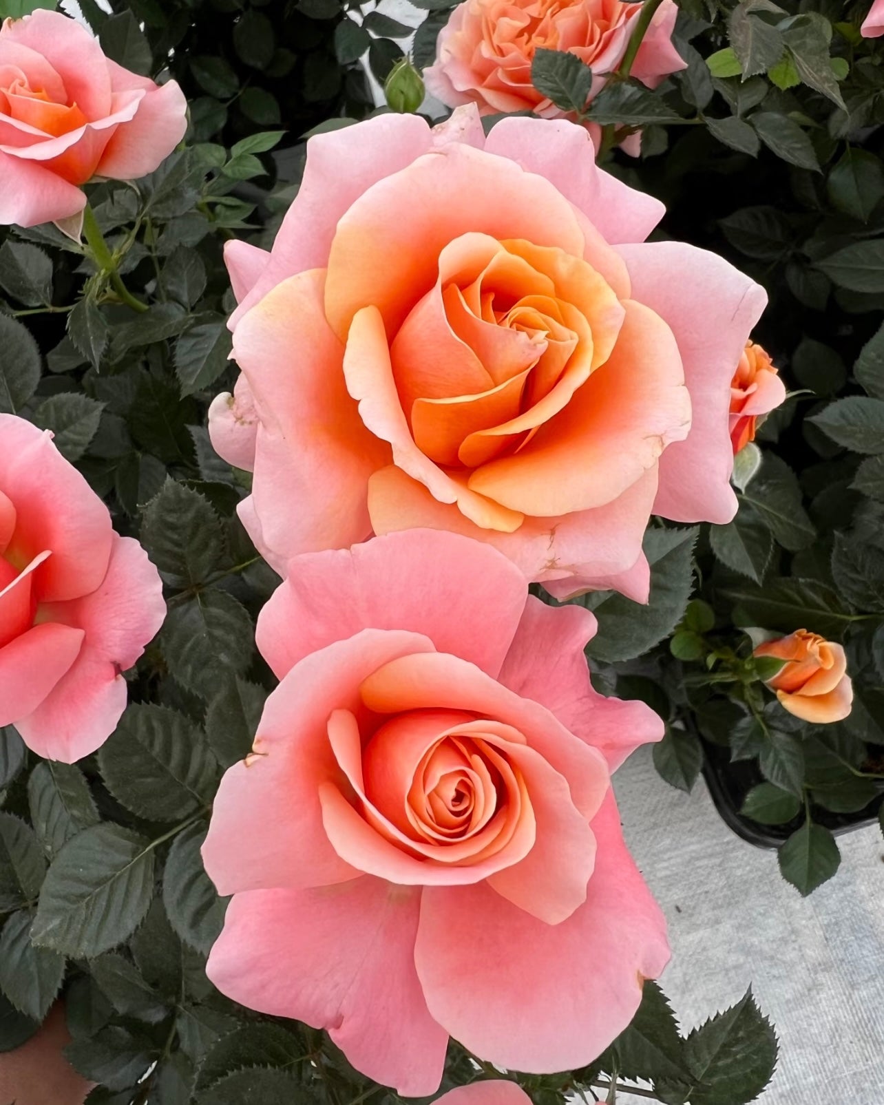 Orange Sweetheart Rose