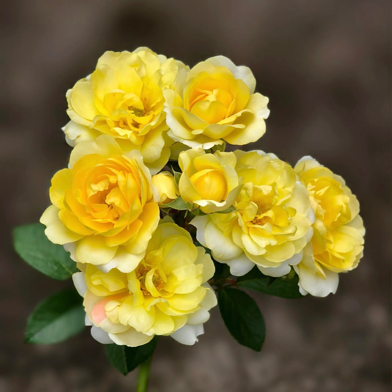 Juicy Lemon Rose