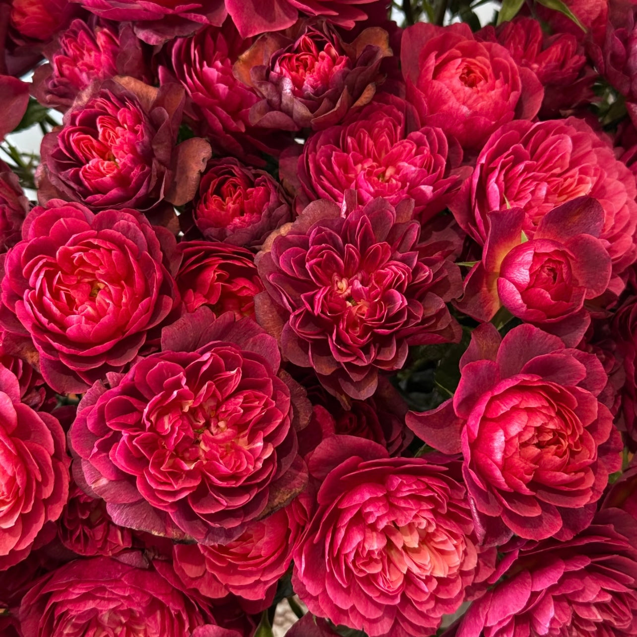 Juicy Black Jade Rose