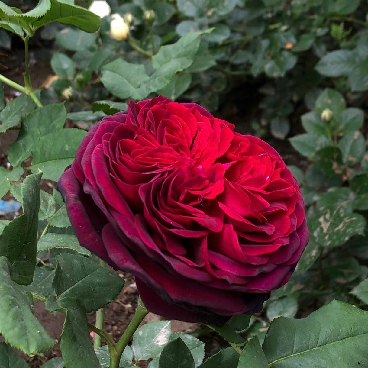 Black Caviar rose plant blooming in the garden, elegant dark red flowers with velvety texture and strong perfume.