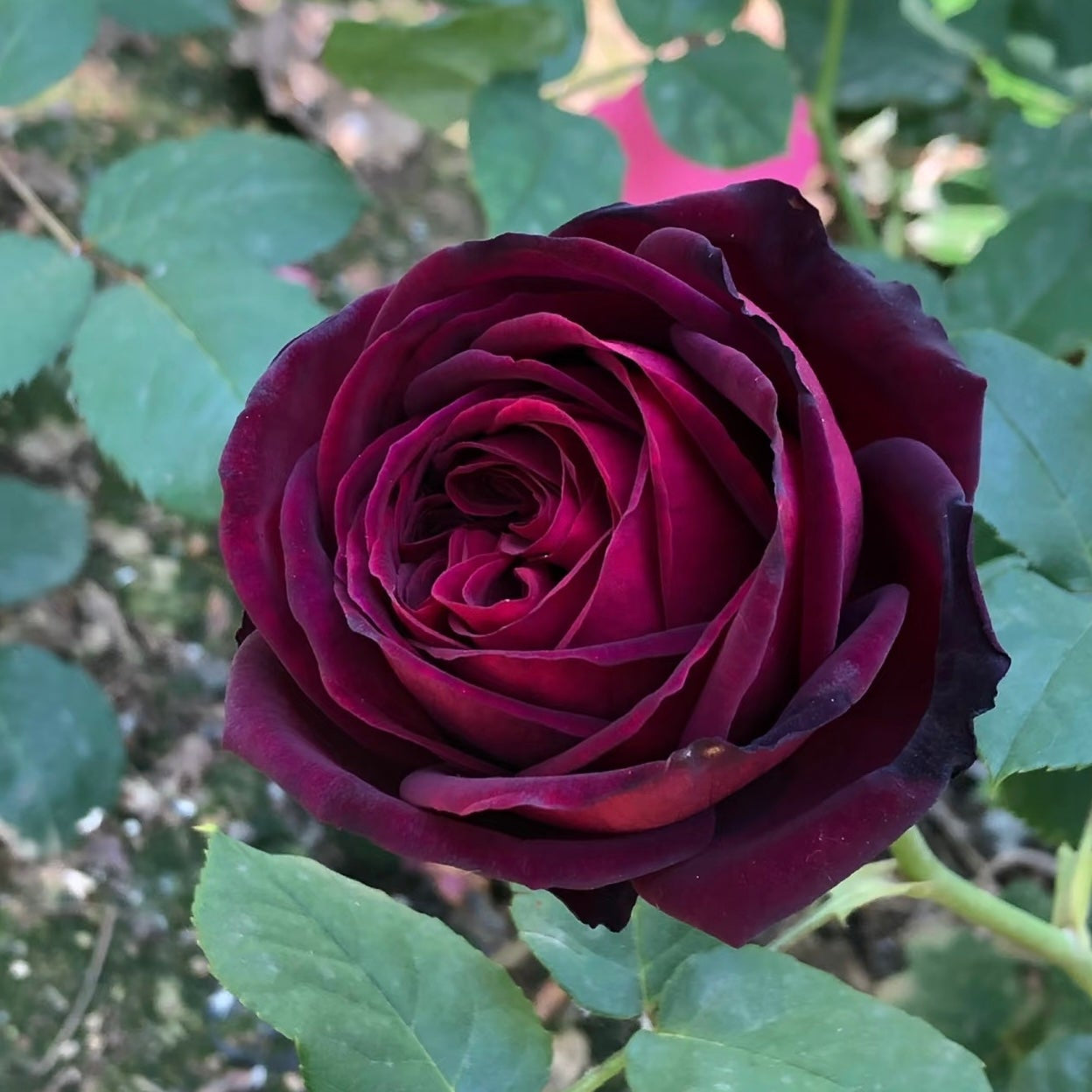 Close-up of Black Caviar rose showing layered red petals fading to dark burgundy edges, releasing a sweet honey-like fragrance.
