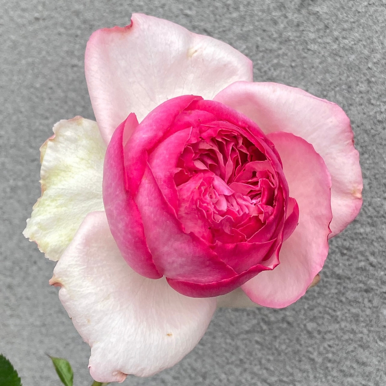 Close-up of Neo Cherry Shallow Rose bloom showing cherry pink center fading to pale pink with white rimmed petals.
