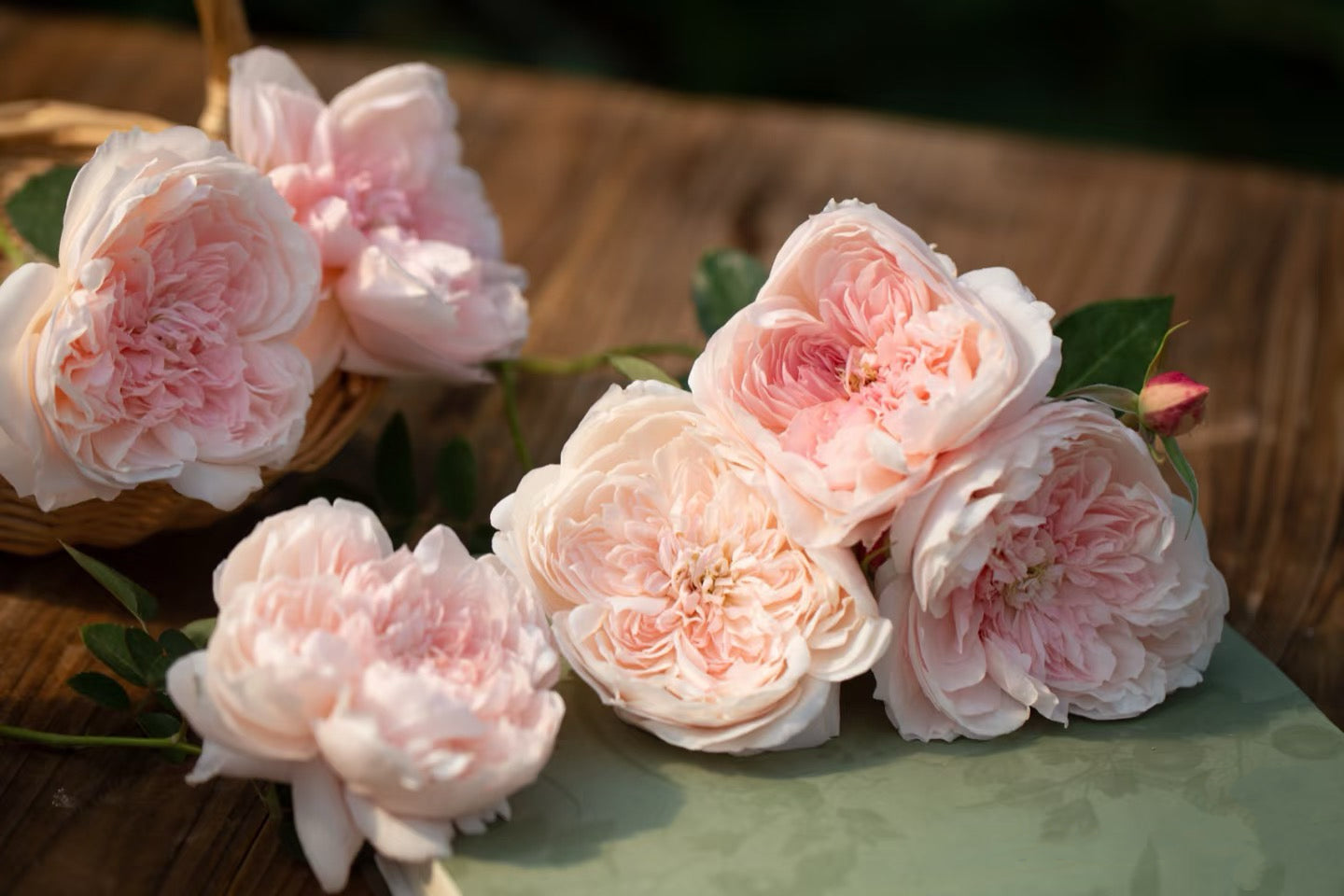 Jia Shu rose blooming in sunlight, pastel pink petals glowing softly, heat-resistant and disease-tolerant rose variety.