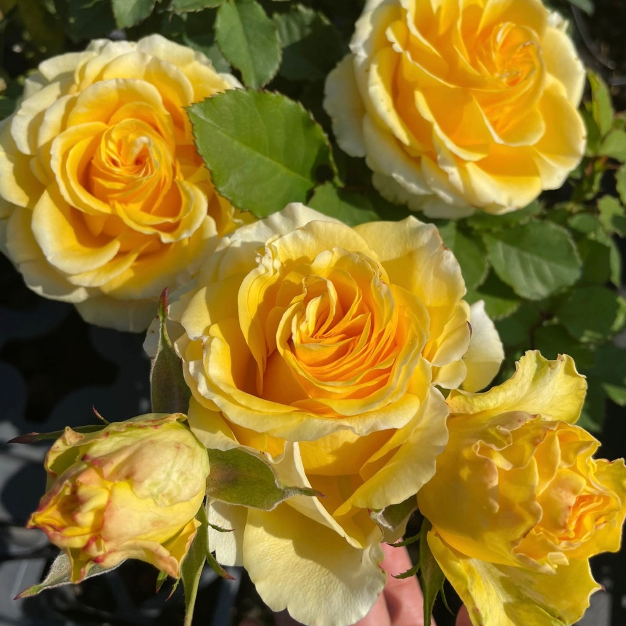 Shell Rose glowing under sunlight, ruffled yellow petals with pale creamy borders, thriving garden rose from Kate Roses.