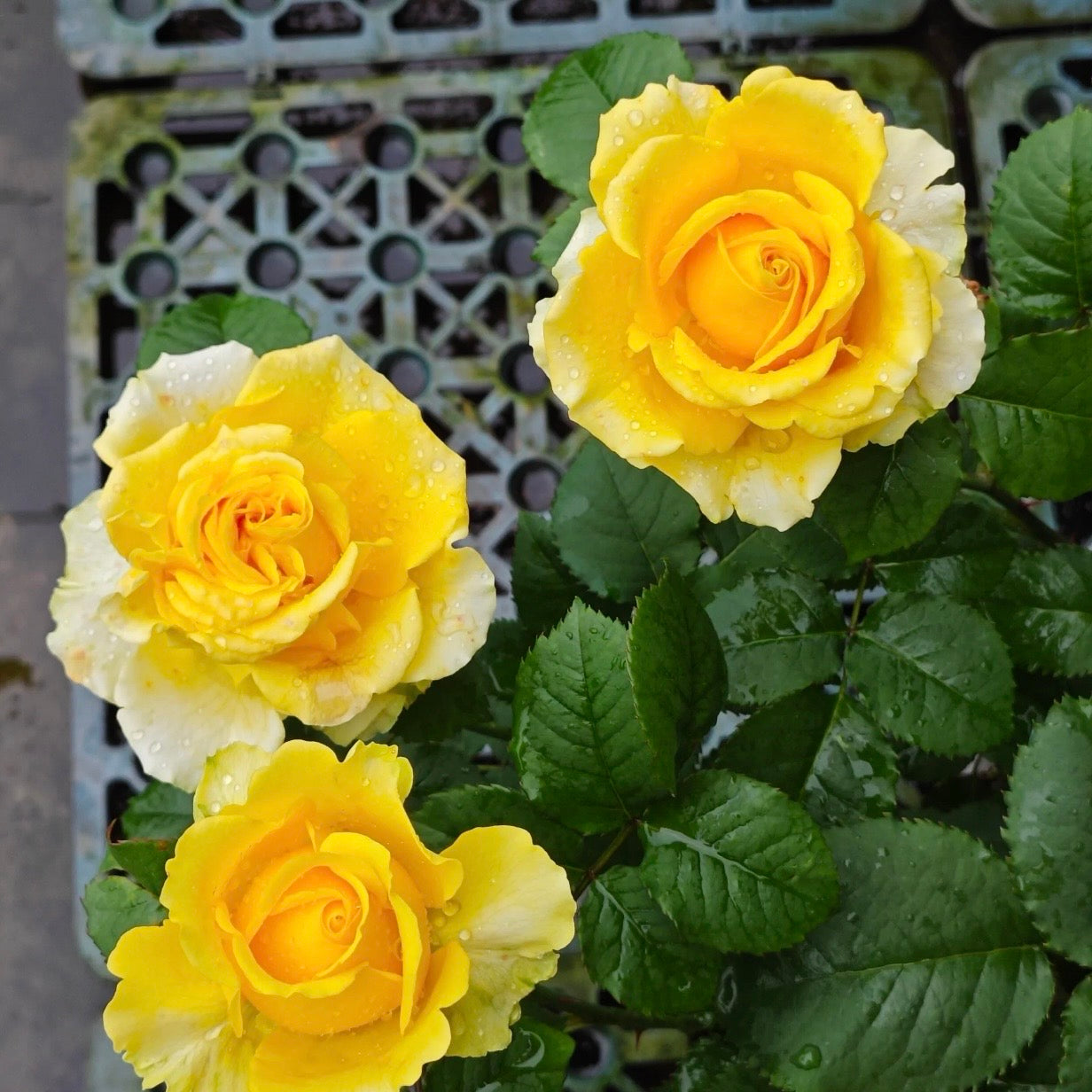 Cluster of Shell Roses with layered yellow-cream petals and glossy green leaves, cheerful and disease-resistant variety.