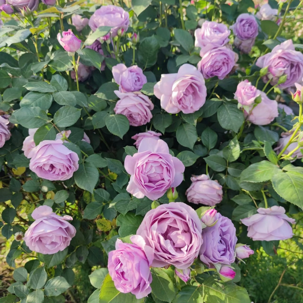 32“ Shinoburedo Tree Rose