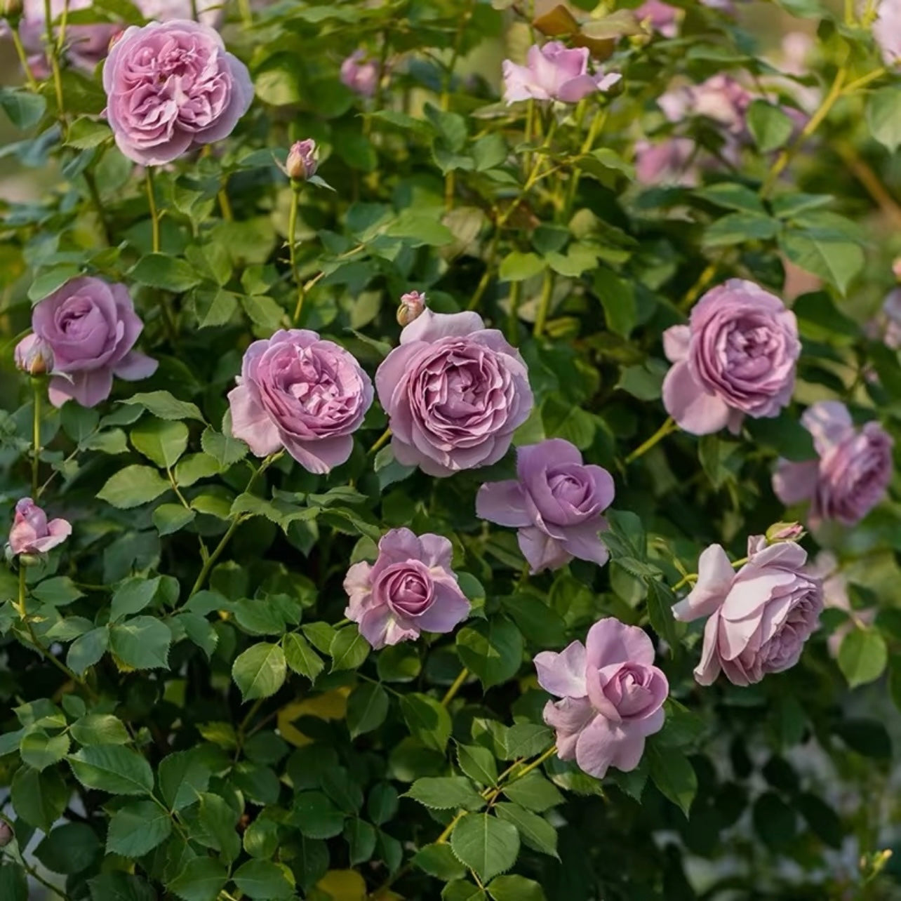 32“ Shinoburedo Tree Rose