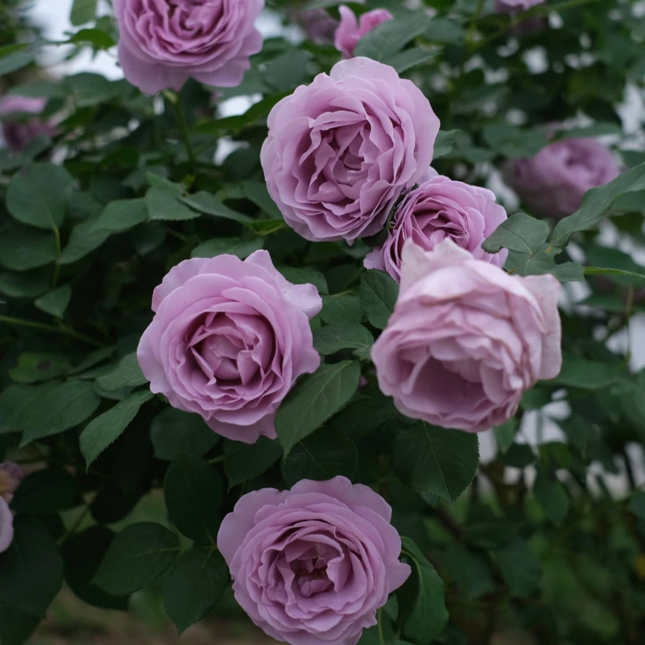 32“ Shinoburedo Tree Rose