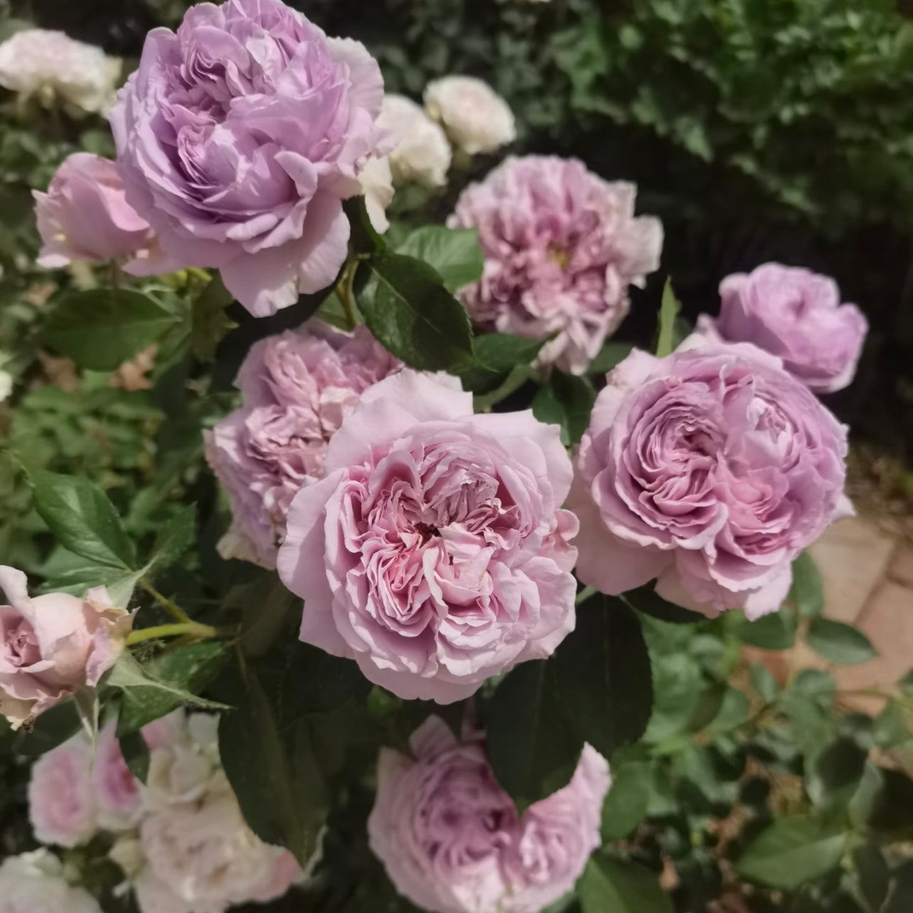 Branch of Repartil Rose showing its quartered lavender bloom structure.