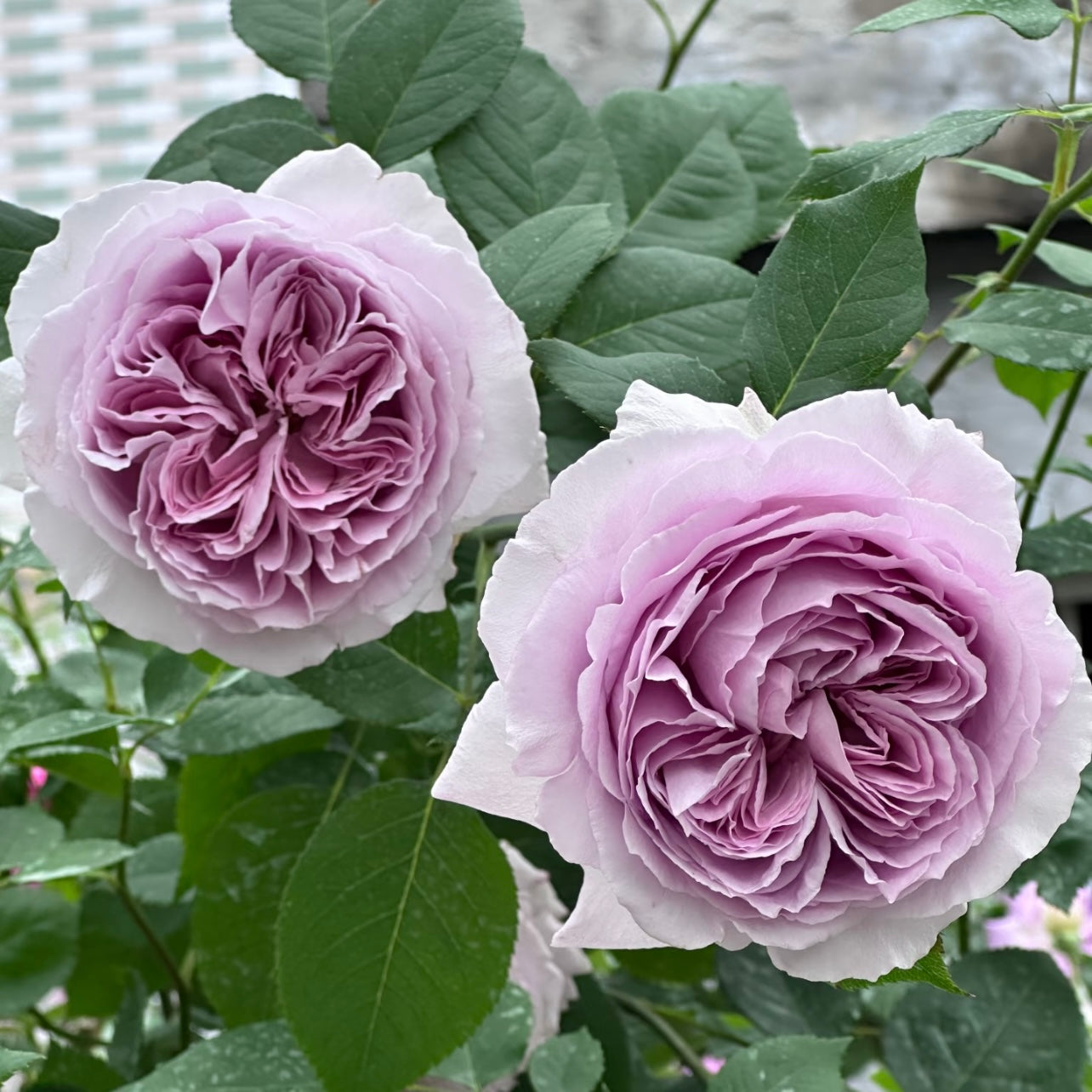 Repartil Rose flower on the branch showing detailed petals and cool lavender tones.