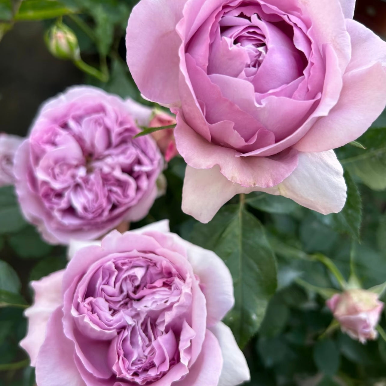 Repartil Rose on the bush displaying layered lavender-purple petals.