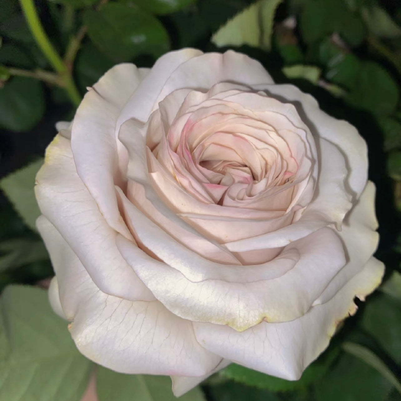 Close-up bouquet of Silver Petticoat Rose with layered petals and elegant silvery tones.