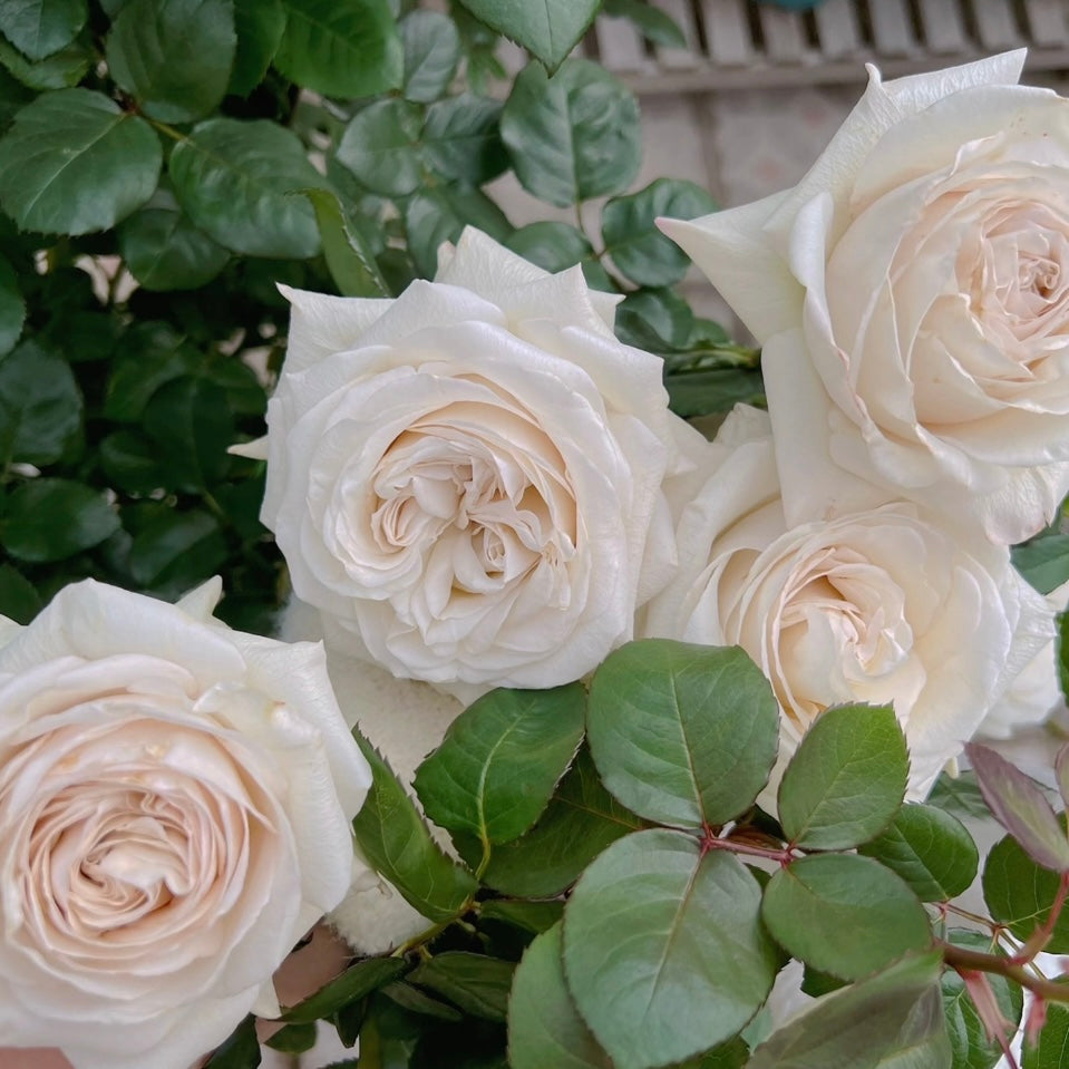 Silver Petticoat Rose blooming in the garden with upright, thornless stems and abundant flowers.