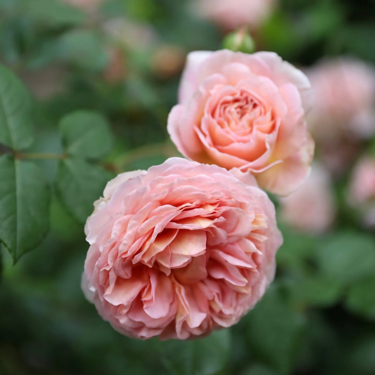 Detailed shot of Abraham Darby rose with layered rosette petals and warm apricot-pink tones.